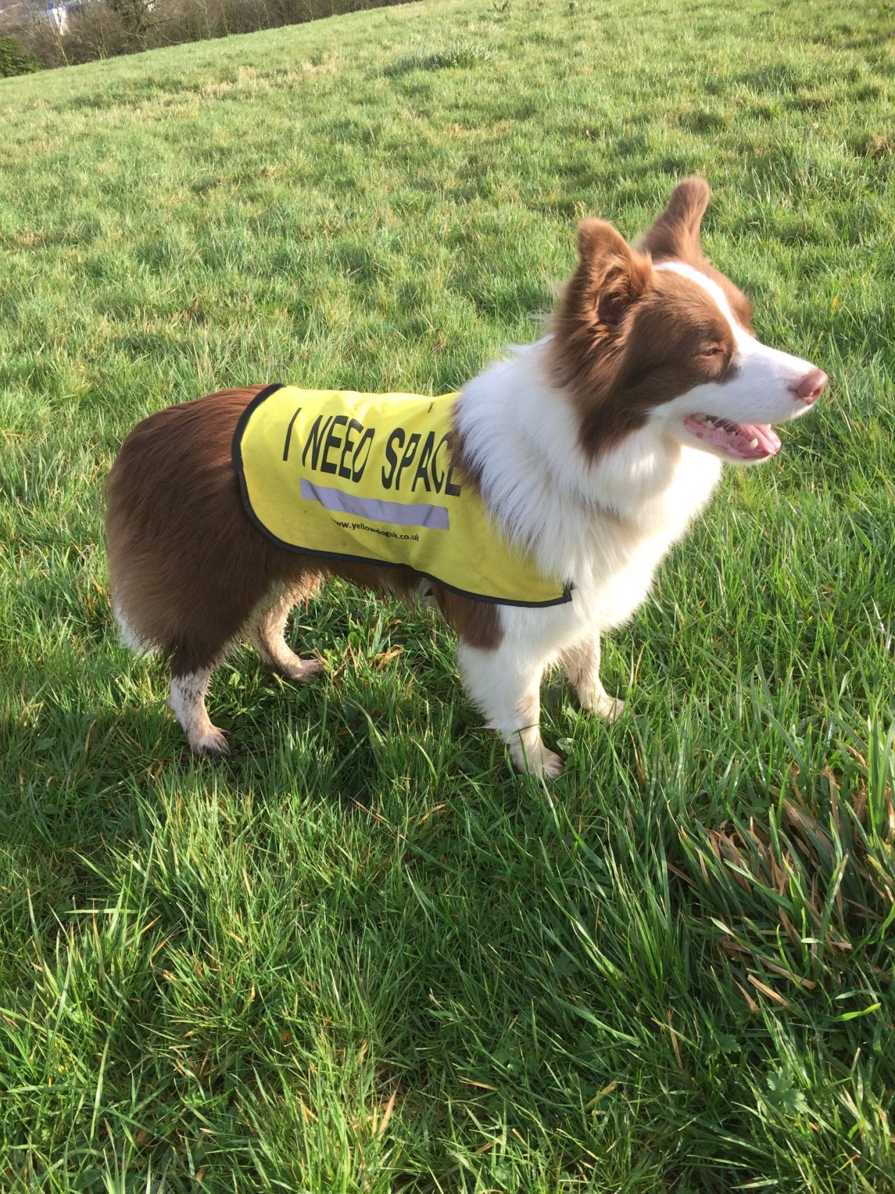 Your Yellow Dogs Yellow Dog UK