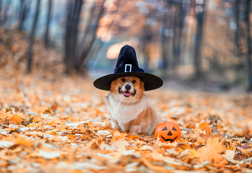 What’s Your Dog Doing On Halloween & Fireworks Night?