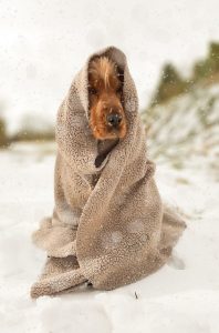 Dog in winter