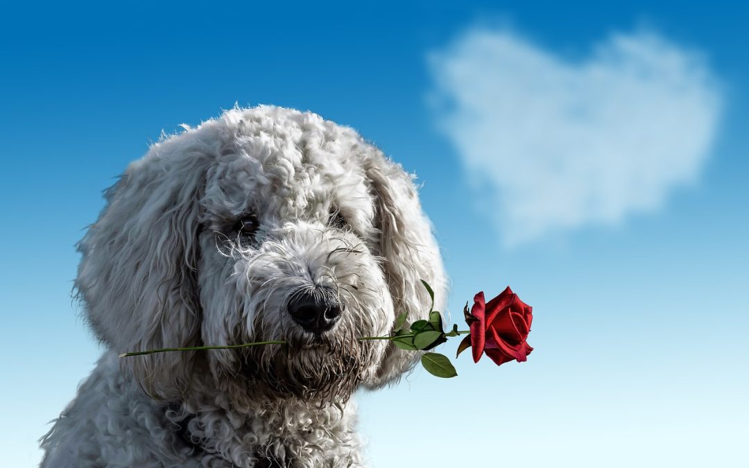 Valentine Love For Dogs