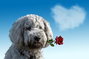Valentine Love For Dogs