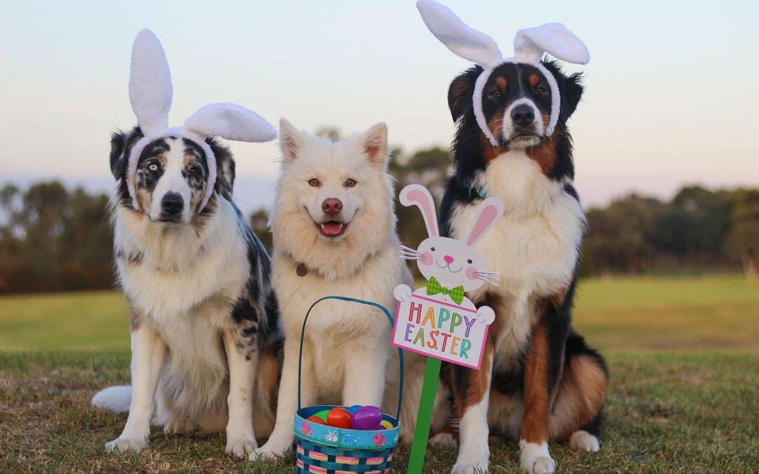 How To Have Easter Fun With Our Dogs !