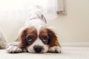 Anxious Dog