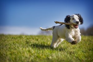 Dog Suffering With Hayfever
