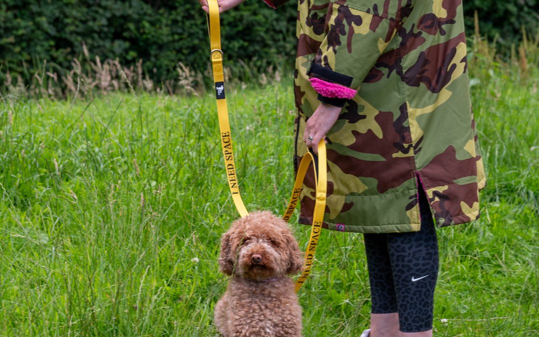 Channel 5 ‘Lost Dog, Found Dog’ with Yellow Dog UK Sponsor ‘Rehabilitation & Training’s’ Steve Hutley