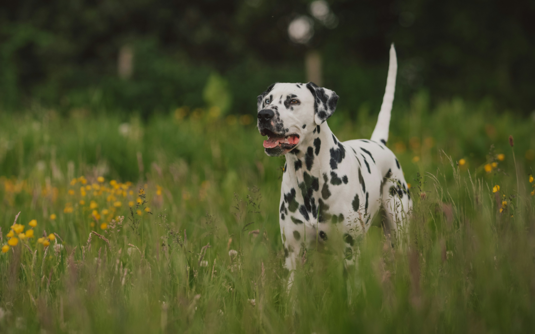 Pesky Prickles: Keeping Your Dog Safe on Autumn Walks